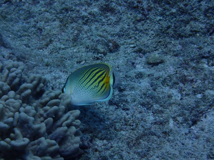 Chaetodon pelewensis