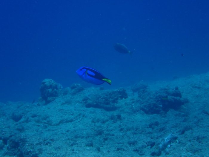 Paracanthurus hepatus