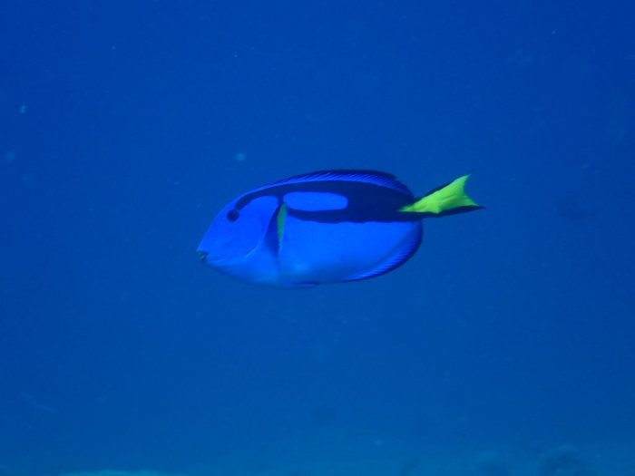 Paracanthurus hepatus