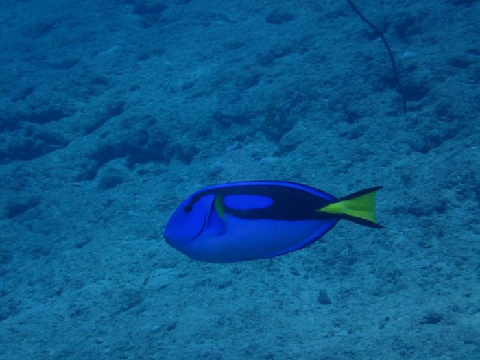 Paracanthurus hepatus