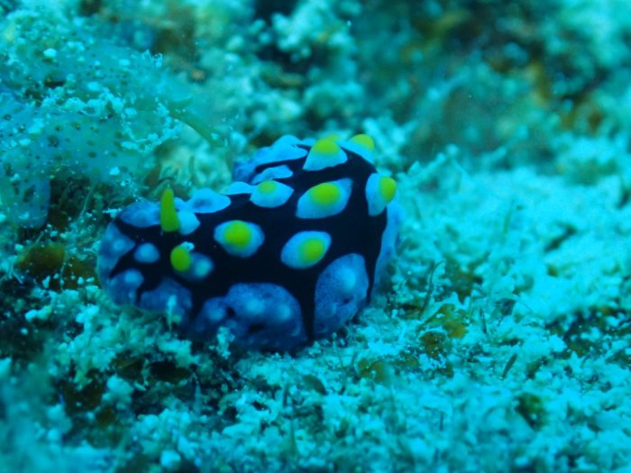 Phyllidia picta