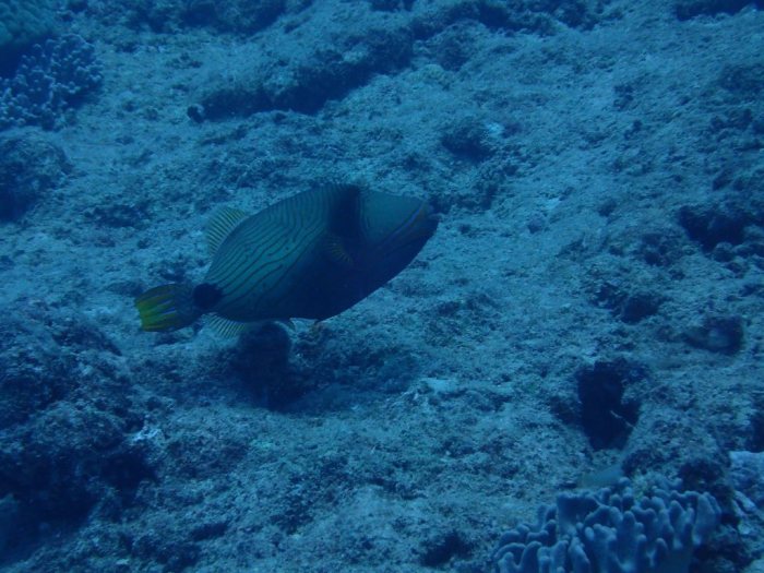 Balistapus undulatus