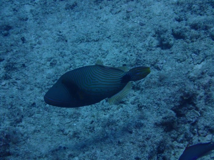 Balistapus undulatus
