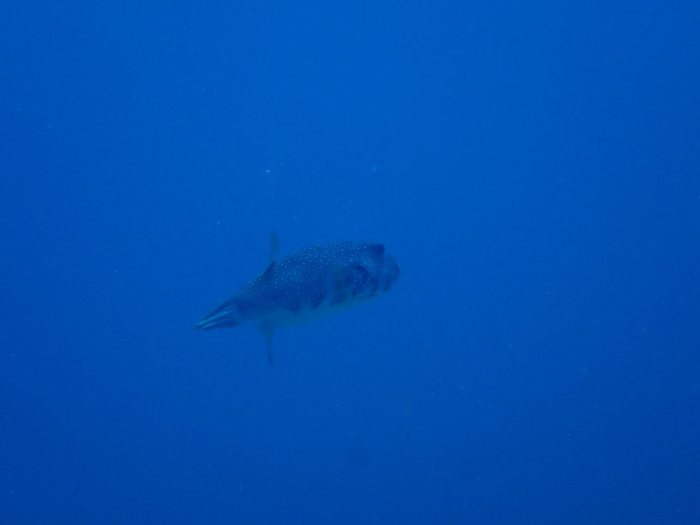 Arothron hispidus