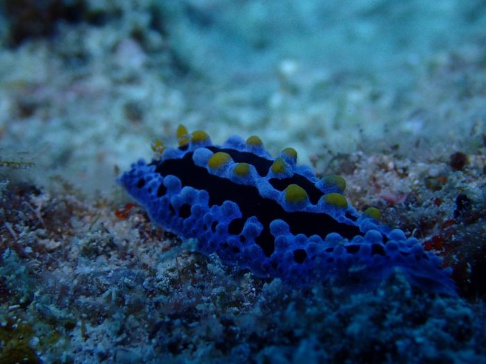 Phyllidia picta