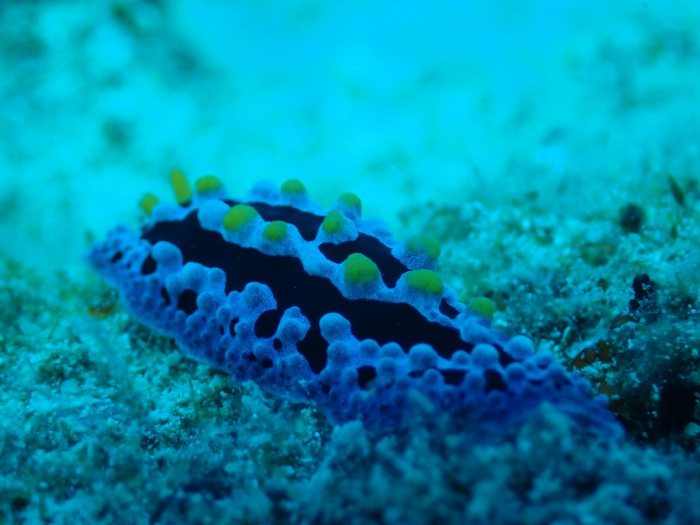 Phyllidia picta