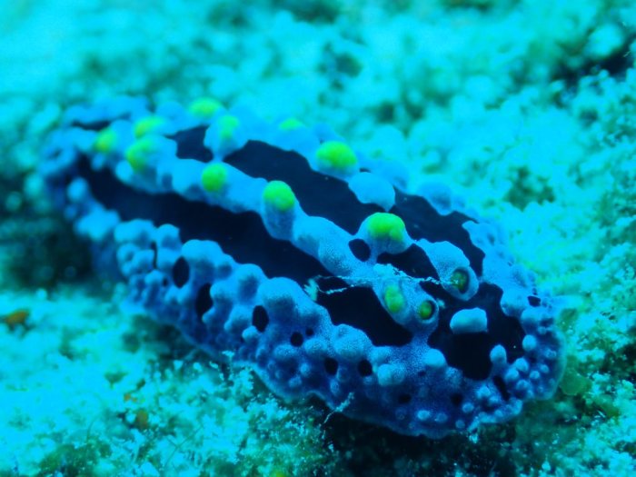Phyllidia picta