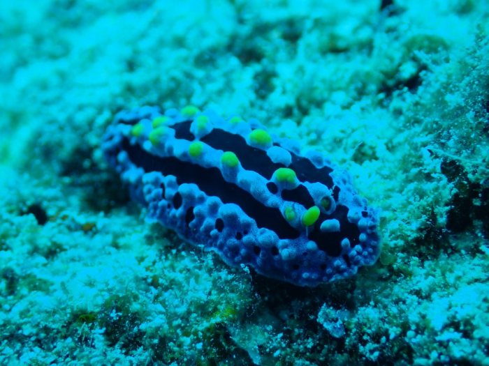 Phyllidia picta