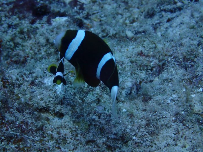 Amphiprion akindynos