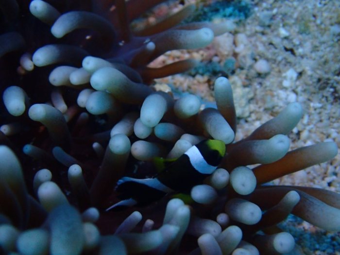 Amphiprion akindynos