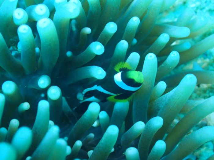 Amphiprion akindynos
