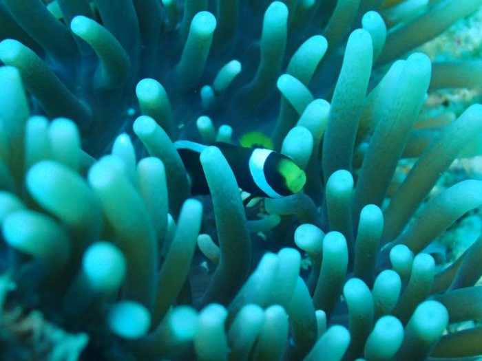 Amphiprion akindynos