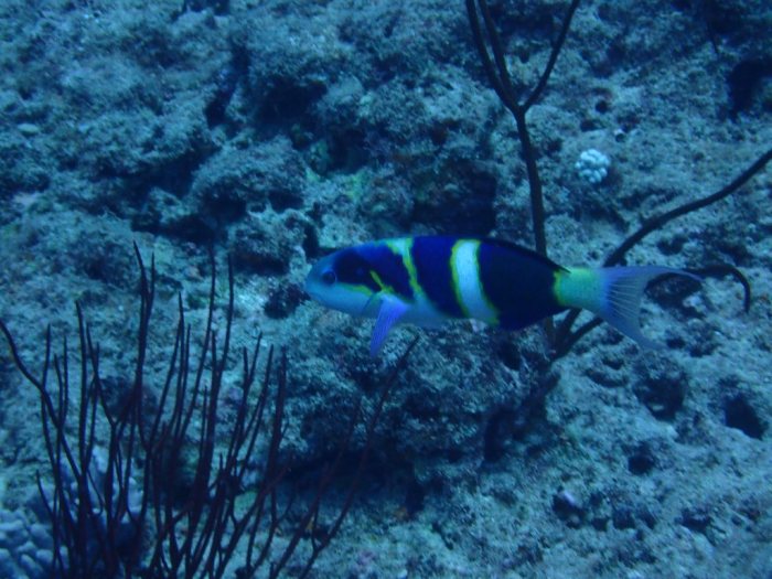 Thalassoma nigrofasciatum