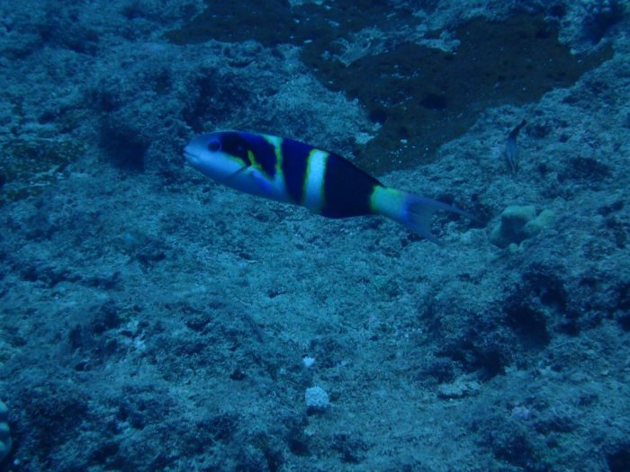Thalassoma nigrofasciatum