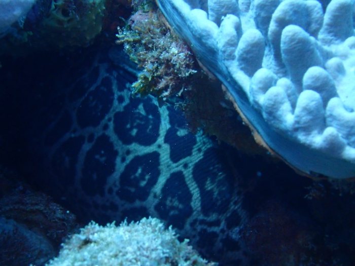 Gymnothorax undulatus