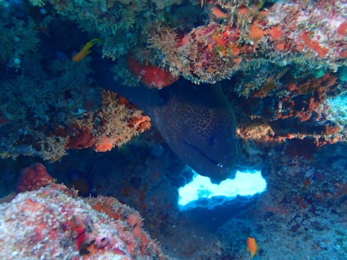Gymnothorax undulatus