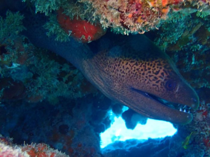 Gymnothorax undulatus