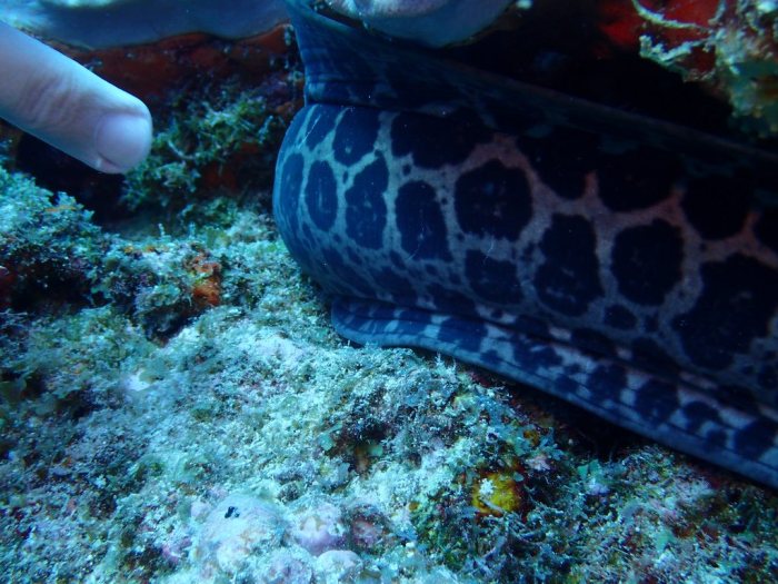 Gymnothorax undulatus