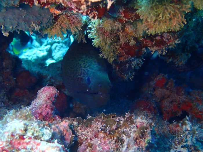 Gymnothorax undulatus