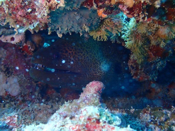 Gymnothorax undulatus