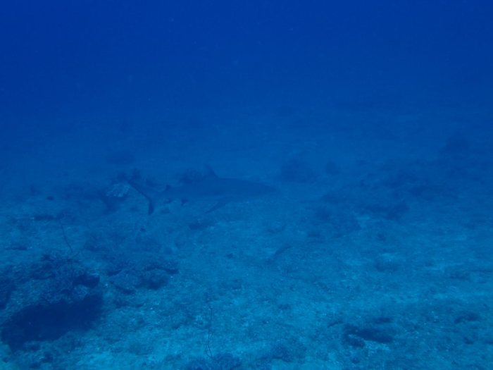 Requin gris de récif