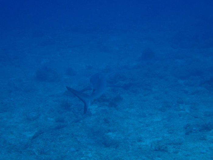 Requin gris de récif