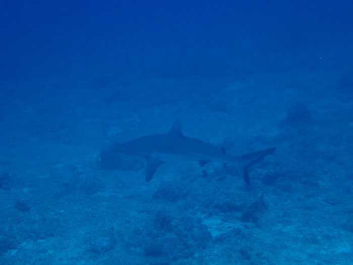 Requin gris de récif