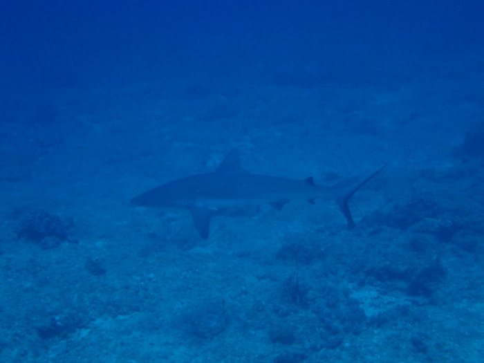 Requin gris de récif