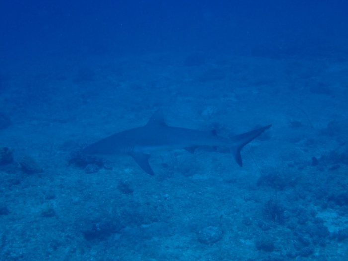 Requin gris de récif