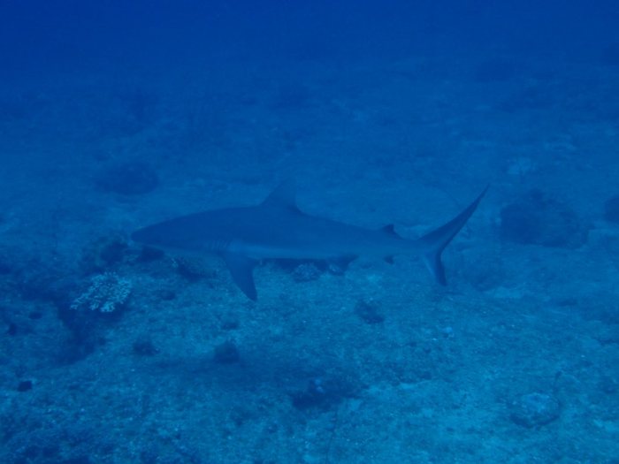 Requin gris de récif