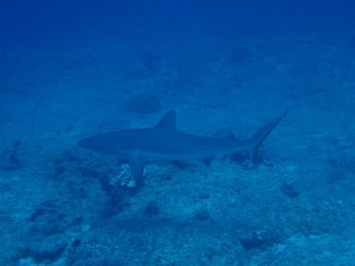 Requin gris de récif