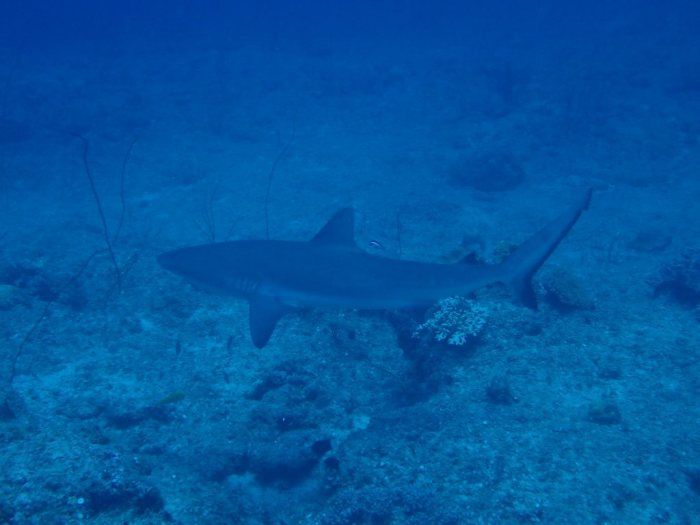Requin gris de récif
