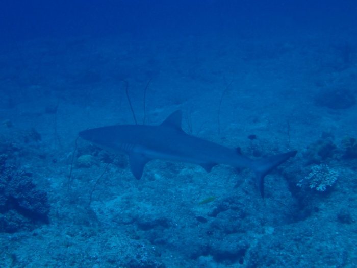 Requin gris de récif
