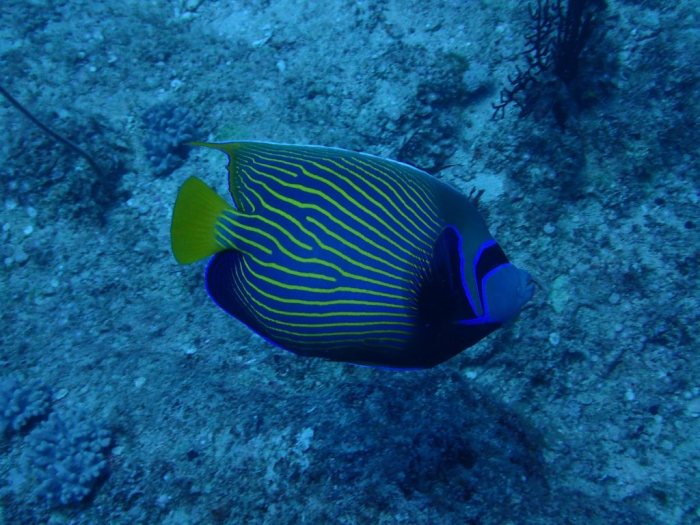 Pomacanthus imperator