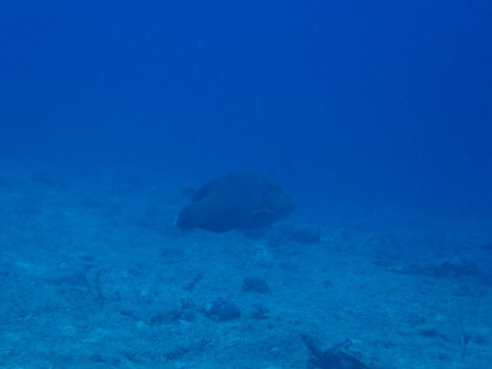 Cheilinus undulatus