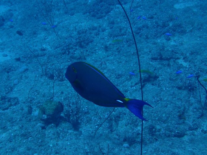 Acanthurus xanthopterus