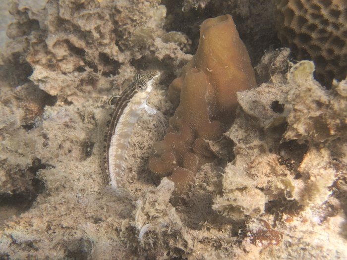Parapercis australis
