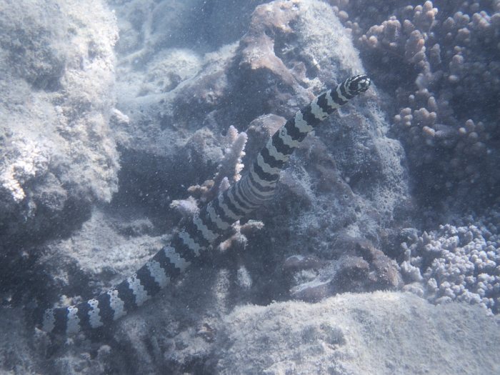 Emydocephalus annulatus