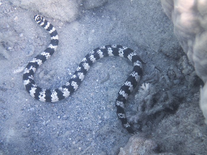 Emydocephalus annulatus