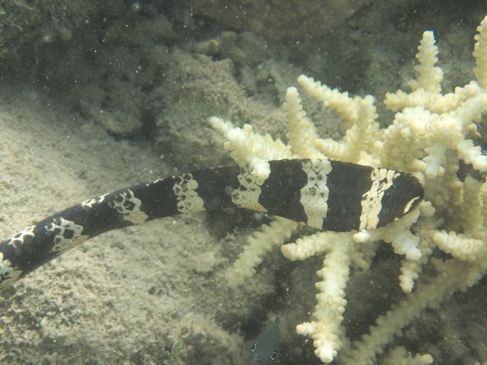 Emydocephalus annulatus
