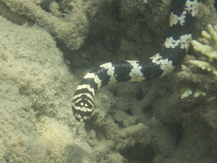 Emydocephalus annulatus