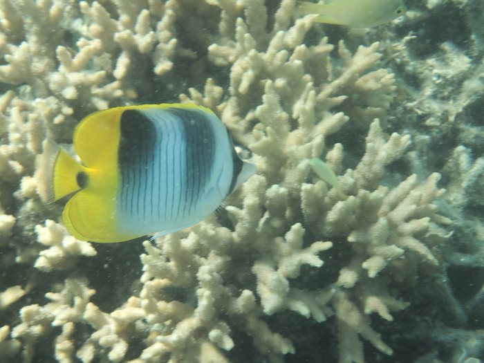 Chaetodon ulietensis