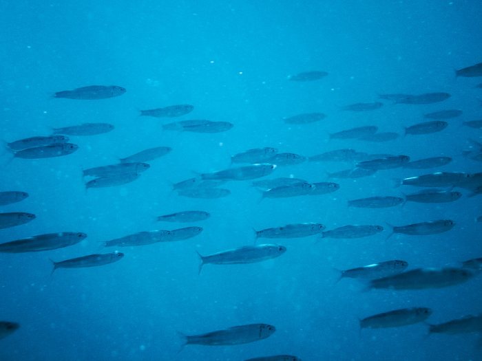 Atherinomorus lacunosus