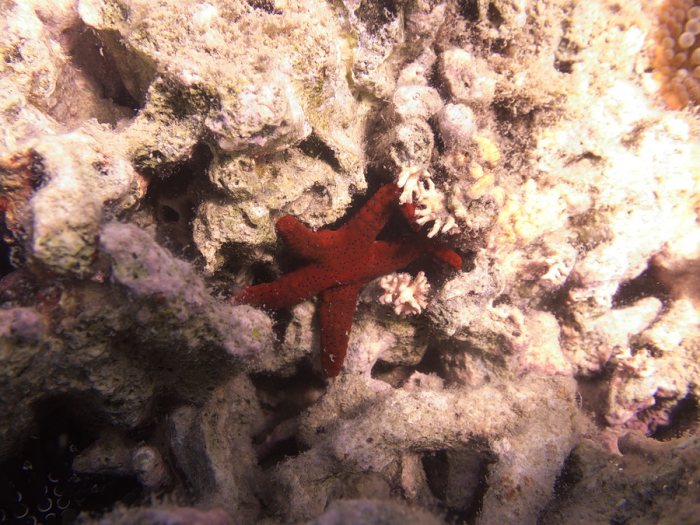 Echinaster luzonicus