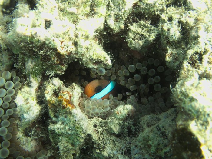 Amphiprion melanopus