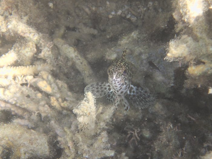 Epinephelus merra