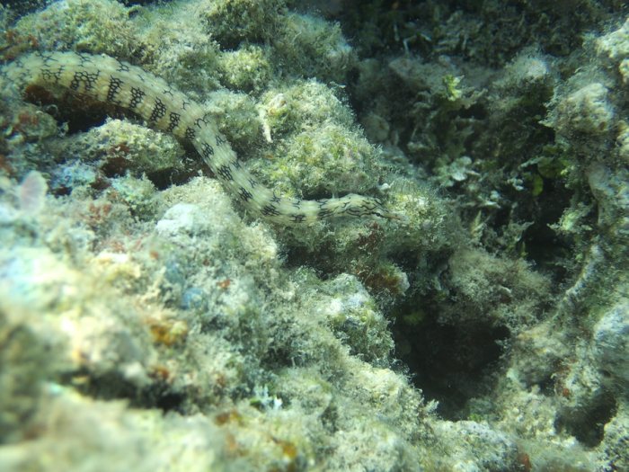 Corythoichthys haematopterus