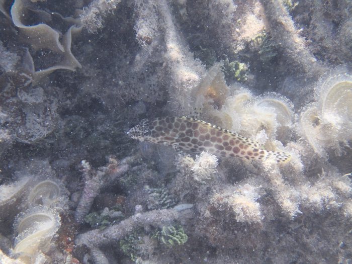 Epinephelus merra