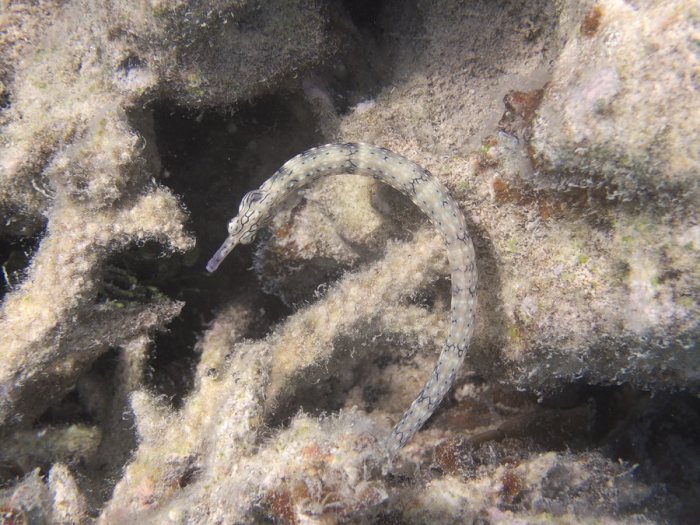Corythoichthys haematopterus