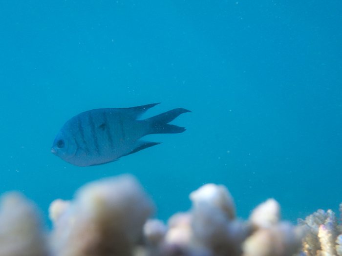 Abudefduf whitleyi